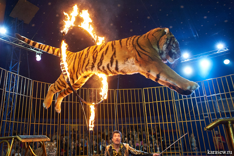 Цирк бенгальские тигры. Челябинский государственный цирк Виват бенгальские тигры.